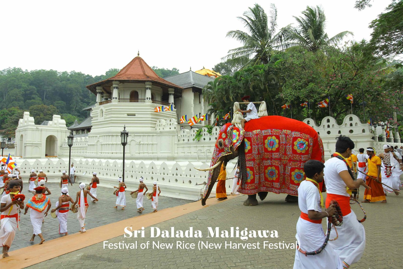 temple of tooth ceremony